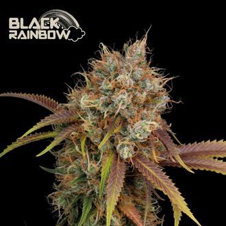 Black Rainbow (Seedstockers) feminizowane