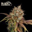 Black Rainbow (Seedstockers) feminizowane