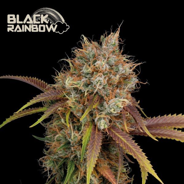 Black Rainbow (Seedstockers) feminizowane