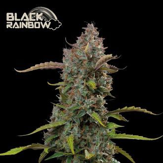 Black Rainbow Automat (Seedstockers) Nasiona feminizowane