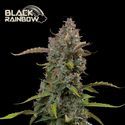 Black Rainbow Automat (Seedstockers) Nasiona feminizowane