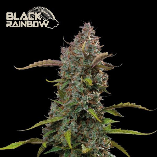 Black Rainbow Automat (Seedstockers) Nasiona feminizowane