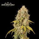 Santa Marta Haze (Seedstockers) feminizowane