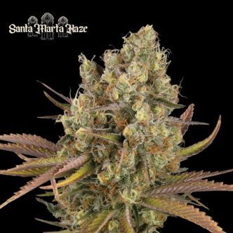 Santa Marta Haze Automat (Seedstockers) feminizowane