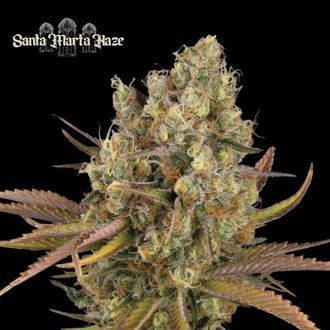 Santa Marta Haze Automat (Seedstockers) feminizowane
