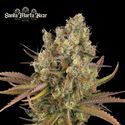 Santa Marta Haze Automat (Seedstockers) feminizowane