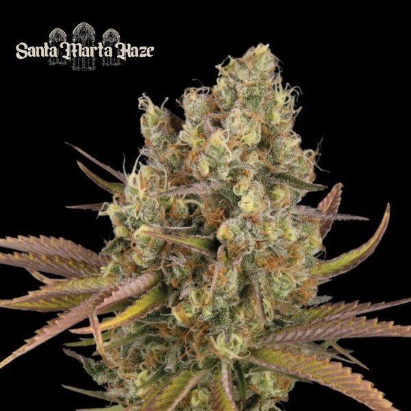 Santa Marta Haze Automat (Seedstockers) feminizowane