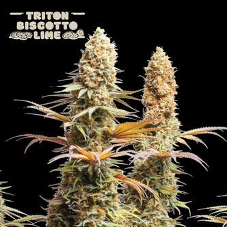 Triton Biscotto Lime (Seedstockers Superior) feminizowane
