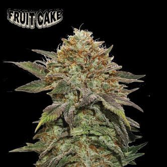 Fruit Cake (Seedstockers) feminizowane