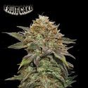 Fruit Cake (Seedstockers) feminizowane