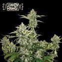 Candy Dawg Automat (Seedstockers) Feminizowane