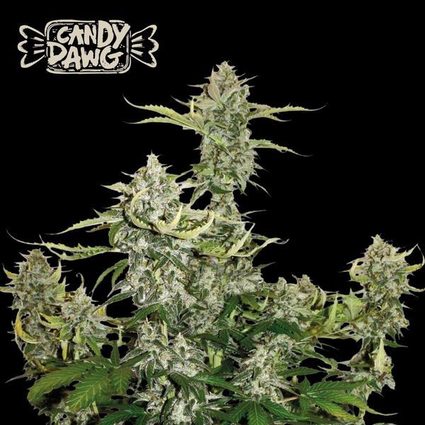 Candy Dawg Automat (Seedstockers) Feminizowane