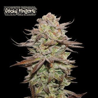 Sticky Fingers Auto (Seedstockers) feminizowane