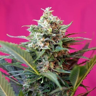 Big Devil XL Automat (Sweet Seeds) feminizowane