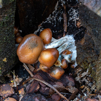 Strzykawka z płynną kulturą Psilocybe azurescens (Acid Shroomz)