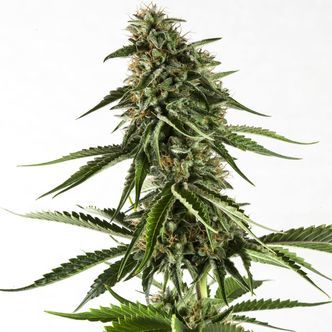 Rainbow Sherbet 11 (Kannabia) feminizowane