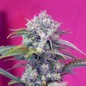 Cream Mandarine Auto (Sweet Seeds) feminizowane