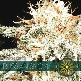 Russian Snow (Vision Seeds) nasiona marihuany feminizowane