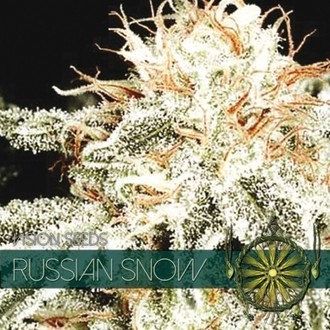 Russian Snow (Vision Seeds) nasiona marihuany feminizowane
