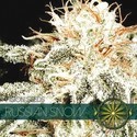 Russian Snow (Vision Seeds) nasiona marihuany feminizowane