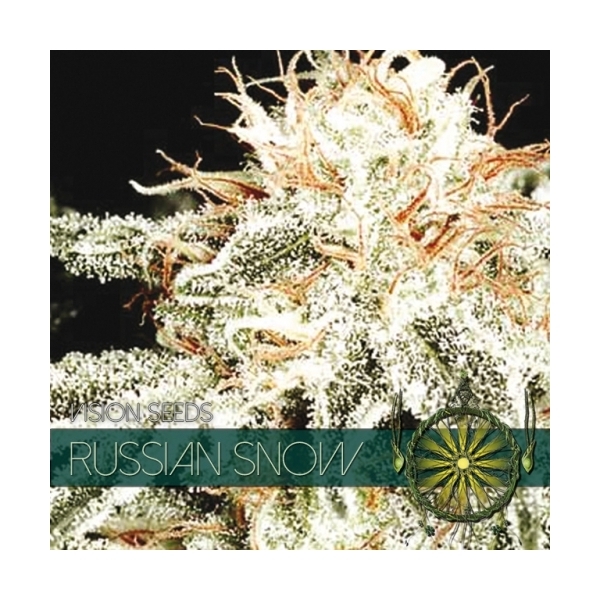 Russian Snow (Vision Seeds) nasiona marihuany feminizowane