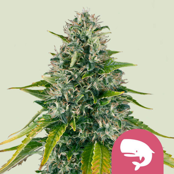Royal Moby (Royal Queen Seeds) feminizowane