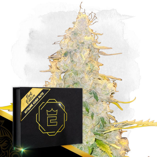 Kitsune Kush Automat (Zamnesia Seeds) feminizowane