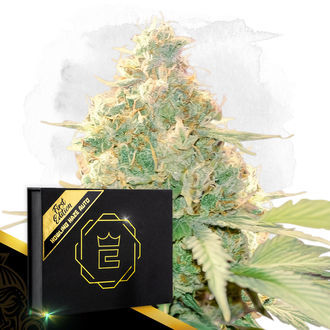 Howling Haze Automat (Zamnesia Seeds) feminizowane