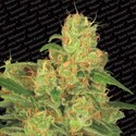 Auto Acid (Paradise Seeds) feminizowane
