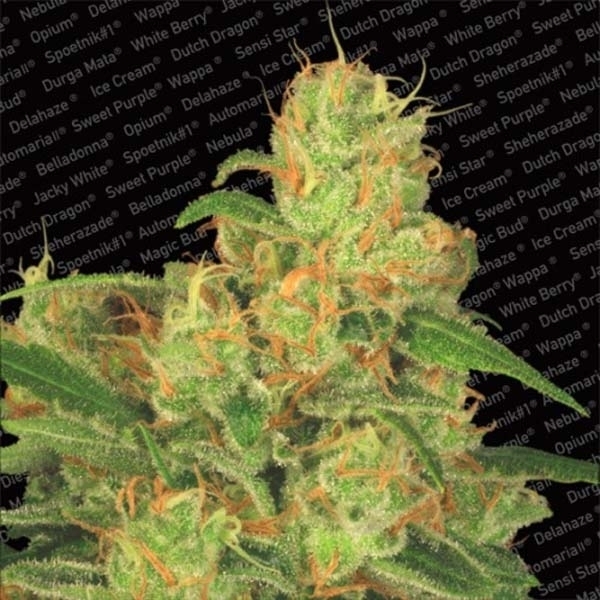 Auto Acid (Paradise Seeds) feminizowane