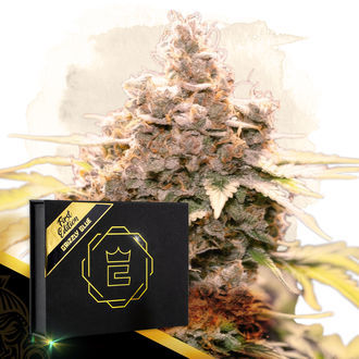 Grizzly Glue (Zamnesia Seeds) nasiona feminizowane