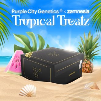 Tropical Treatz (Purple City Genetics x Zamnesia Seeds) nasiona marihuany feminizowane