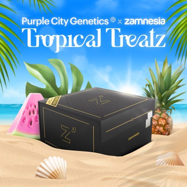 Tropical Treatz (Purple City Genetics x Zamnesia Seeds) nasiona marihuany feminizowane