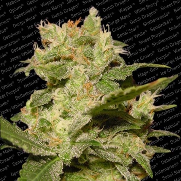 Auto Jack (Paradise Seeds) feminizowane