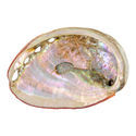 Muszla abalone