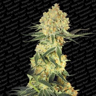 Auto Wappa (Paradise Seeds) feminizowane