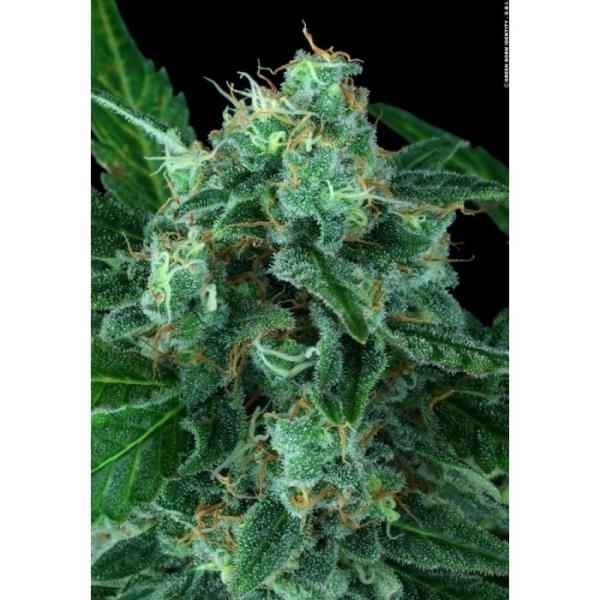 Auto Wappa (Paradise Seeds) feminizowane