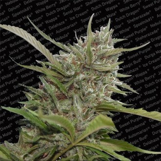 Auto Whiteberry (Paradise Seeds) feminizowane