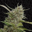 Auto Whiteberry (Paradise Seeds) feminizowane
