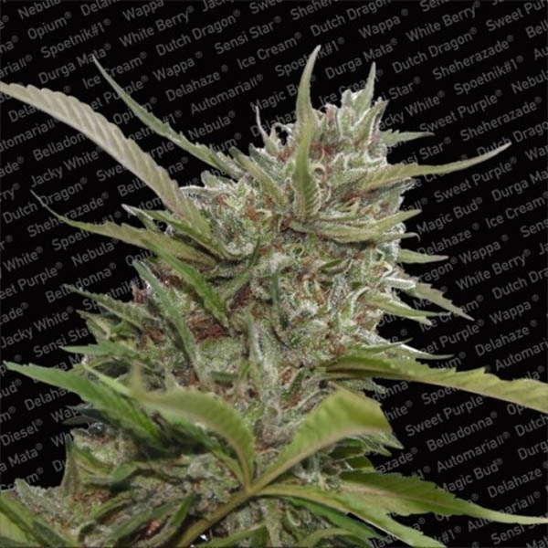 Auto Whiteberry (Paradise Seeds) feminizowane