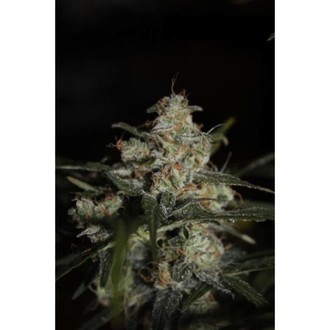 Auto Whiteberry (Paradise Seeds) feminizowane