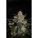 Auto Whiteberry (Paradise Seeds) feminizowane