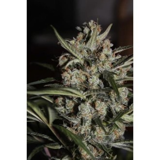 Auto Whiteberry (Paradise Seeds) feminizowane