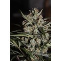 Auto Whiteberry (Paradise Seeds) feminizowane