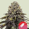 Dynamite Diesel (Royal Queen Seeds) Feminizowane