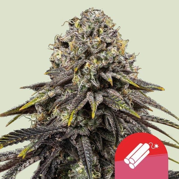 Dynamite Diesel (Royal Queen Seeds) Feminizowane
