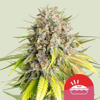 Punch Pie (Royal Queen Seeds) Feminizowane