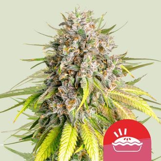 Punch Pie (Royal Queen Seeds) Feminizowane