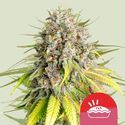 Punch Pie (Royal Queen Seeds) Feminizowane
