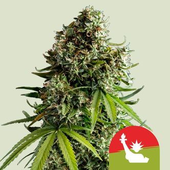 NYC Sour D Automat (Royal Queen Seeds) Feminizowane
